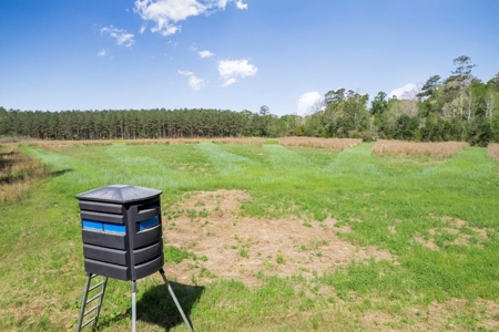340 Acres Hunting Timberland for Sale St Helena Parish, LA - image 6