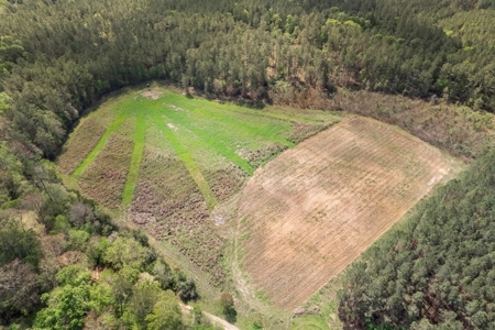 340 Acres Hunting Timberland for Sale St Helena Parish, LA - image 5