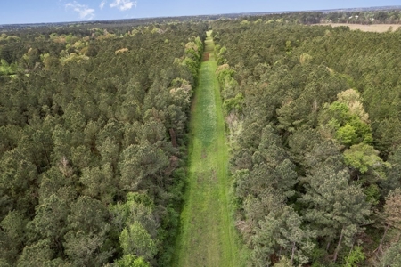 340 Acres Hunting Timberland for Sale St Helena Parish, LA - image 3