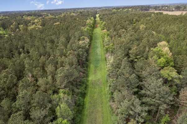 340 Acres Hunting Timberland for Sale St Helena Parish, LA