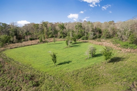 463 Acres Timberland on Tickfaw River St Helena Parish, LA - image 3