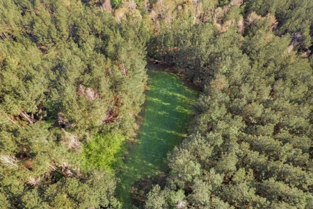 463 Acres Timberland on Tickfaw River St Helena Parish, LA - image 10
