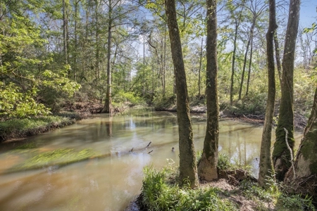 463 Acres Timberland on Tickfaw River St Helena Parish, LA - image 8