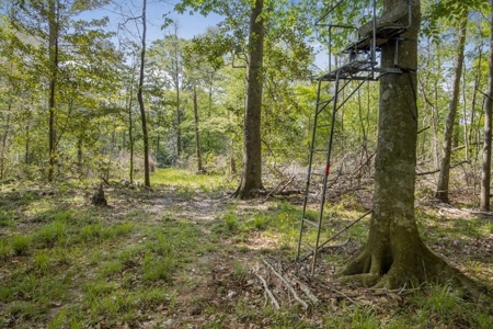 463 Acres Timberland on Tickfaw River St Helena Parish, LA - image 9