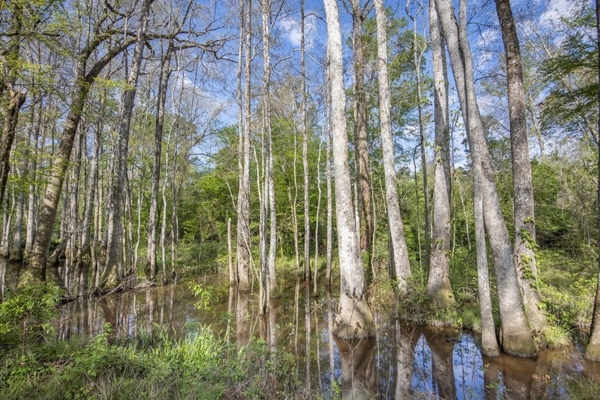 463 Acres Timberland on Tickfaw River St Helena Parish, LA