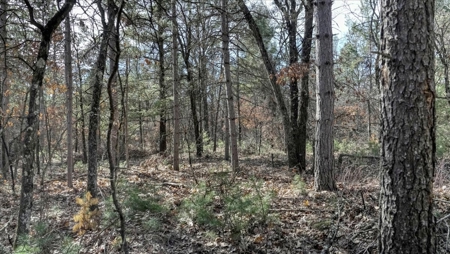 Gently Rolling Forest – Sparta, WI - image 42