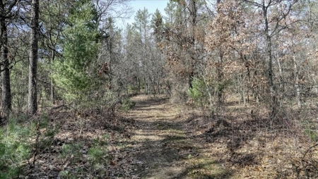 Gently Rolling Forest – Sparta, WI - image 44