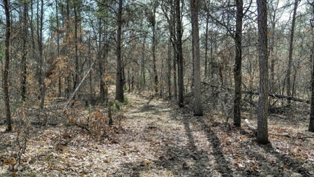 Gently Rolling Forest – Sparta, WI - image 31