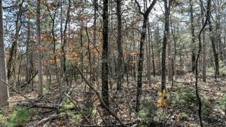 Gently Rolling Forest – Sparta, WI - image 43