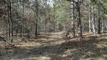 Gently Rolling Forest – Sparta, WI - image 37