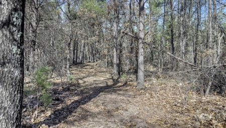 Gently Rolling Forest – Sparta, WI - image 30