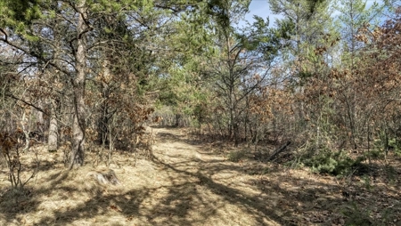 Gently Rolling Forest – Sparta, WI - image 49