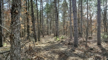 Gently Rolling Forest – Sparta, WI - image 35