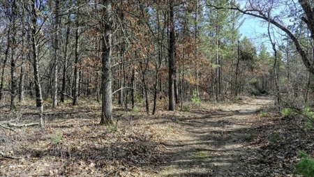 Gently Rolling Forest – Sparta, WI - image 45