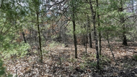 Gently Rolling Forest – Sparta, WI - image 46