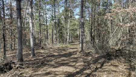 Gently Rolling Forest – Sparta, WI - image 33