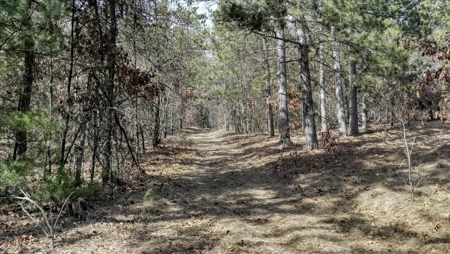 Gently Rolling Forest – Sparta, WI - image 34