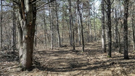 Gently Rolling Forest – Sparta, WI - image 32