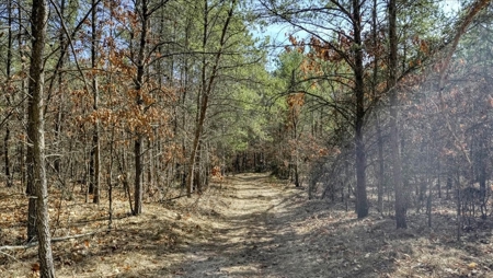 Gently Rolling Forest – Sparta, WI - image 38