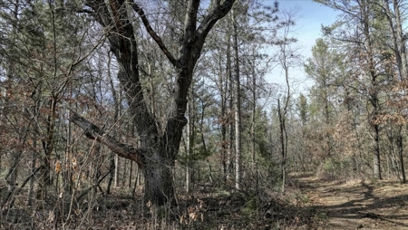 Gently Rolling Forest – Sparta, WI - image 40