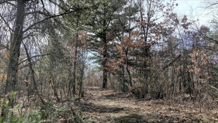 Gently Rolling Forest – Sparta, WI - image 47