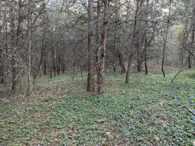+/- 5.2 Acres on 127 in Taylorsville NC! - image 4