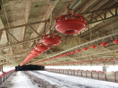6 House Poultry Broiler Farm for Sale South MS - image 22
