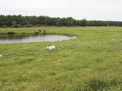 6 House Poultry Broiler Farm for Sale South MS - image 40