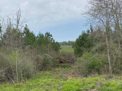 288.53 Acres of Hunting Land in Shelby County near Tenaha - image 24