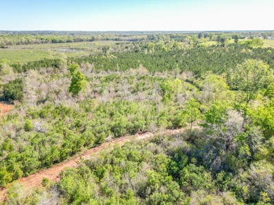 288.53 Acres of Hunting Land in Shelby County near Tenaha - image 42