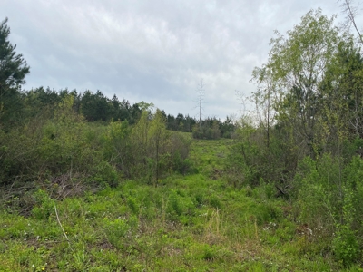 288.53 Acres of Hunting Land in Shelby County near Tenaha - image 22