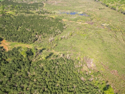 288.53 Acres of Hunting Land in Shelby County near Tenaha - image 49