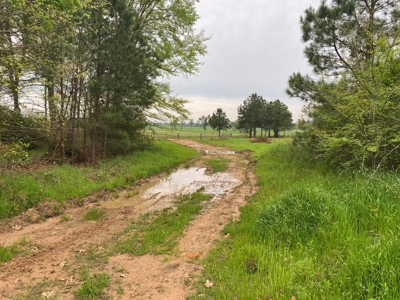 288.53 Acres of Hunting Land in Shelby County near Tenaha - image 4