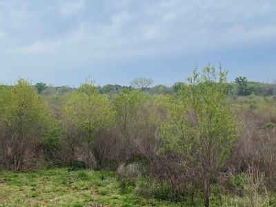 288.53 Acres of Hunting Land in Shelby County near Tenaha - image 33