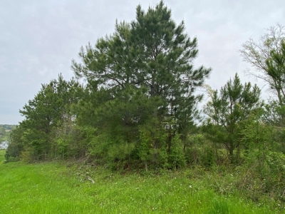 288.53 Acres of Hunting Land in Shelby County near Tenaha - image 12