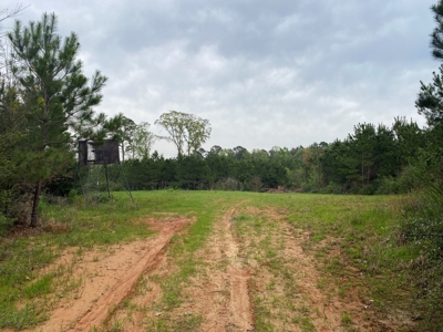 288.53 Acres of Hunting Land in Shelby County near Tenaha - image 17