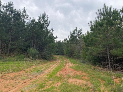288.53 Acres of Hunting Land in Shelby County near Tenaha - image 18
