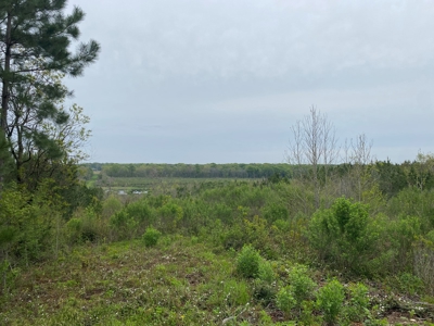 288.53 Acres of Hunting Land in Shelby County near Tenaha - image 11