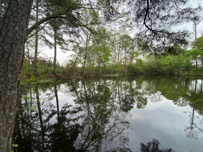 288.53 Acres of Hunting Land in Shelby County near Tenaha - image 1