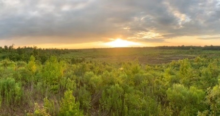 288.53 Acres of Hunting Land in Shelby County near Tenaha - image 2