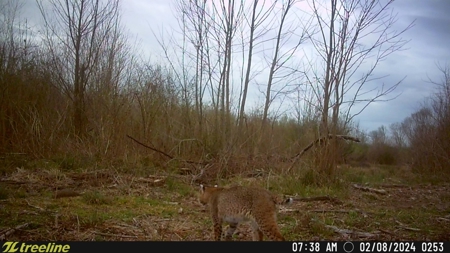 288.53 Acres of Hunting Land in Shelby County near Tenaha - image 36