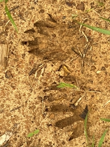288.53 Acres of Hunting Land in Shelby County near Tenaha - image 10