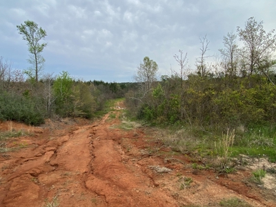 288.53 Acres of Hunting Land in Shelby County near Tenaha - image 30