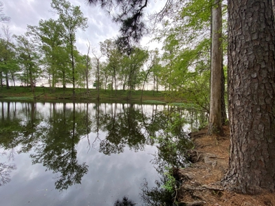 288.53 Acres of Hunting Land in Shelby County near Tenaha - image 16