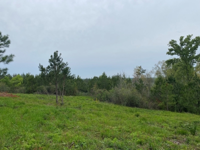 288.53 Acres of Hunting Land in Shelby County near Tenaha - image 5