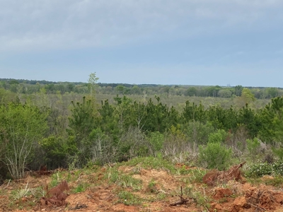 288.53 Acres of Hunting Land in Shelby County near Tenaha - image 29