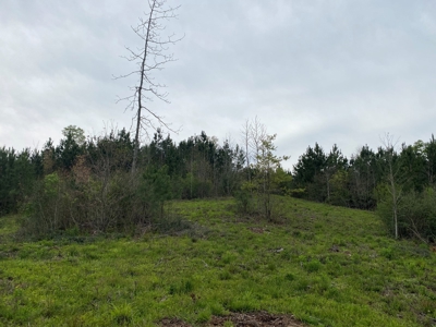 288.53 Acres of Hunting Land in Shelby County near Tenaha - image 23
