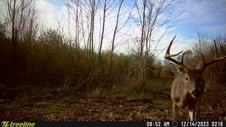 288.53 Acres of Hunting Land in Shelby County near Tenaha - image 35