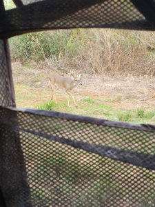 288.53 Acres of Hunting Land in Shelby County near Tenaha - image 3