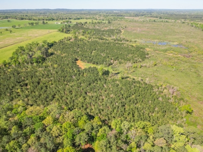 288.53 Acres of Hunting Land in Shelby County near Tenaha - image 48